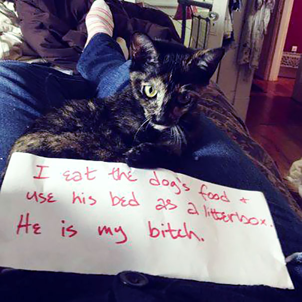 Cat Shaming