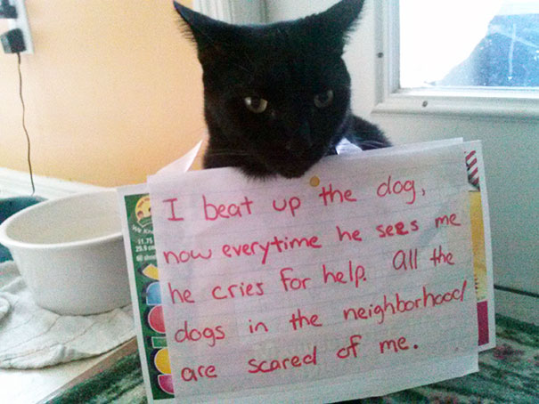 Cat Shaming