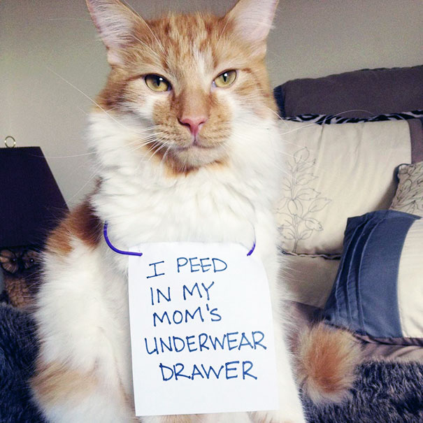 Cat Shaming