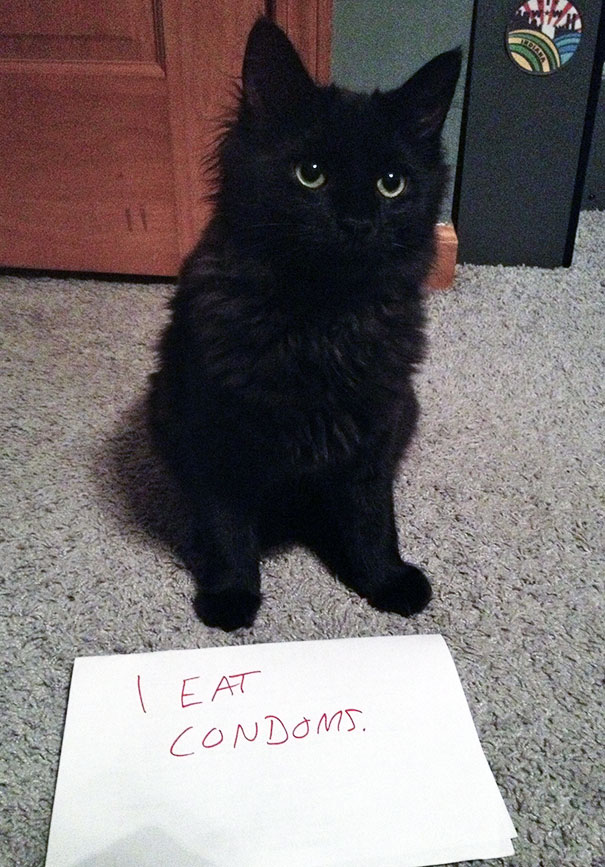 Cat Shaming