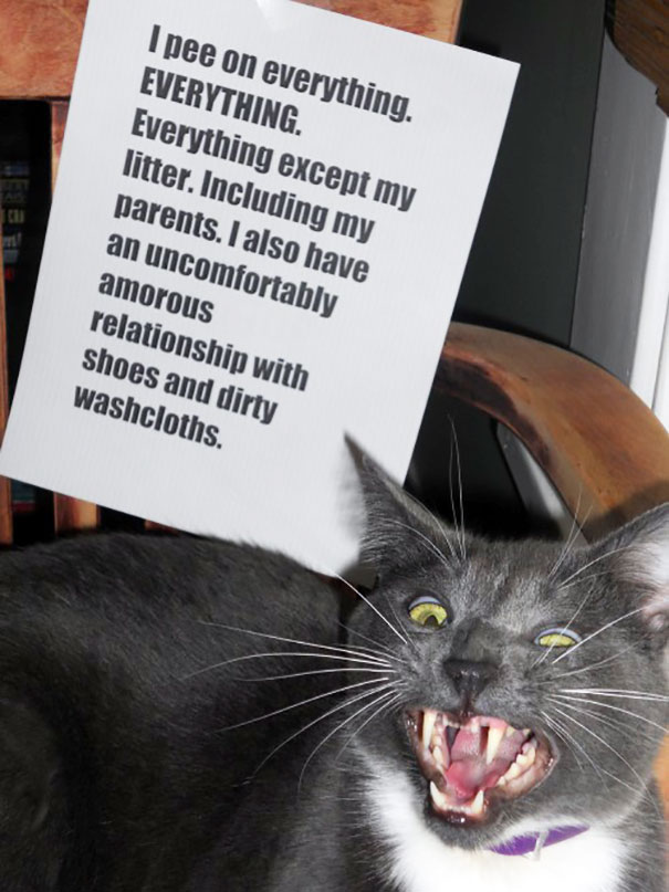 Cat Shaming