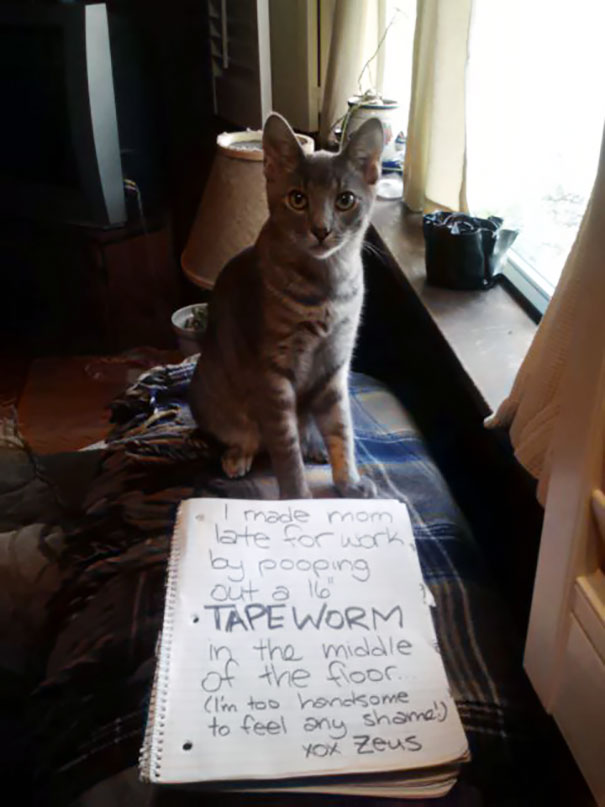 Cat Shaming