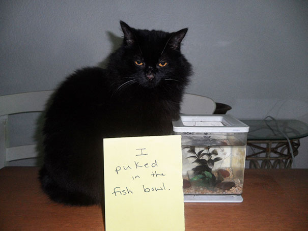 Cat Shaming