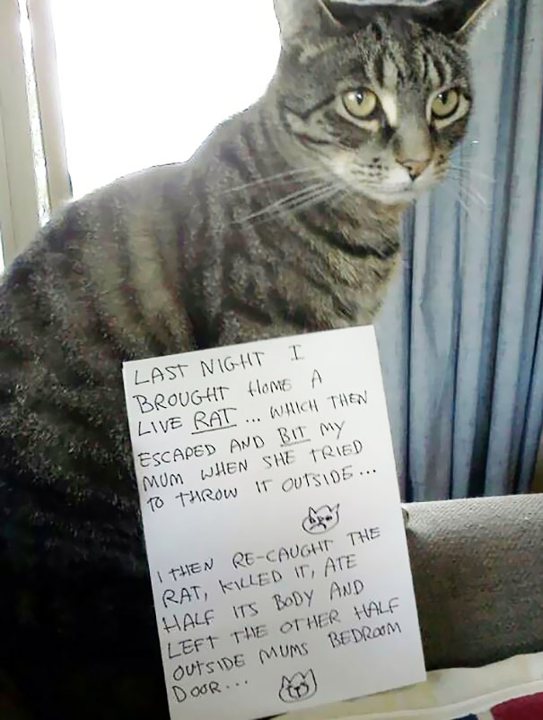 Cat Shaming