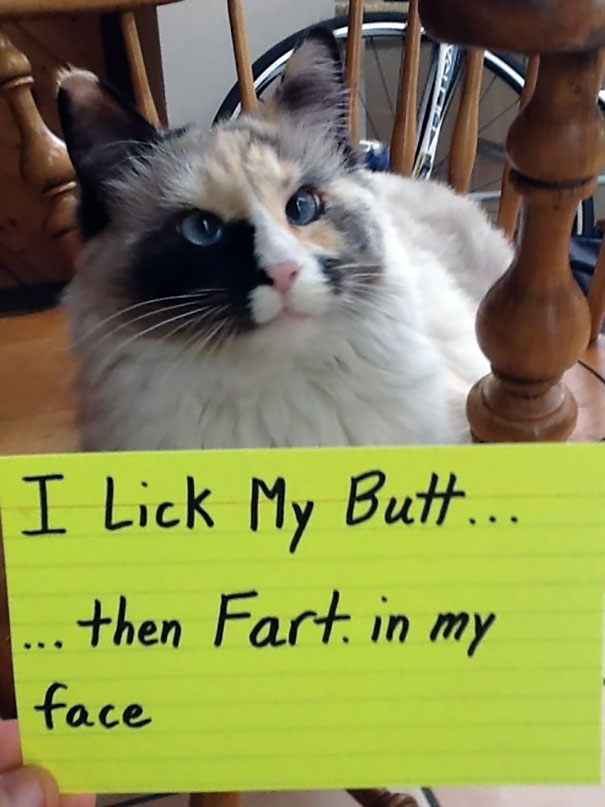 Cat Shaming