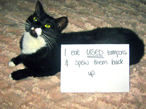 Cat Shaming
