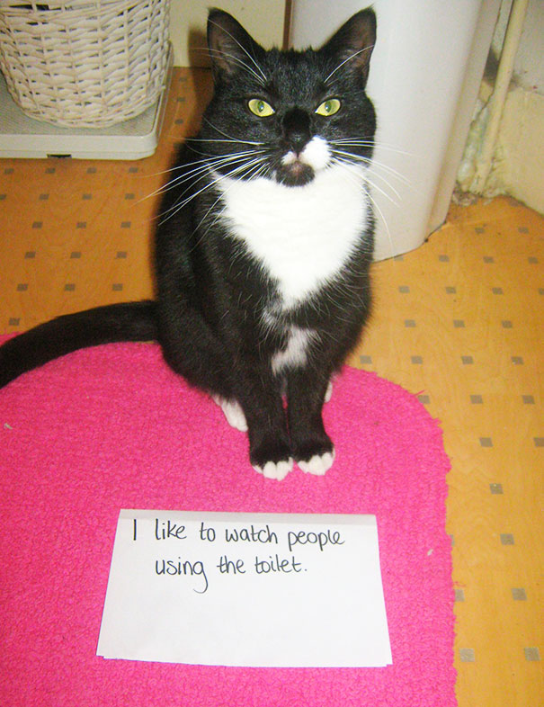 Cat Shaming