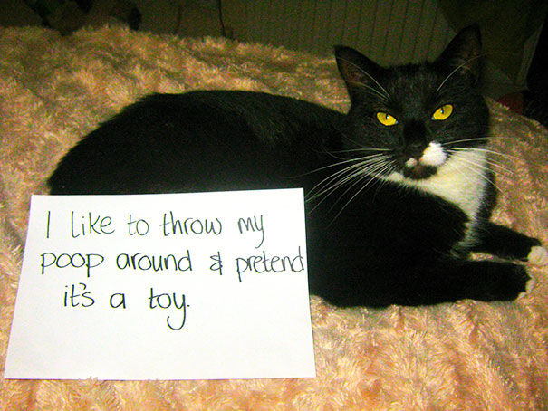 Cat Shaming