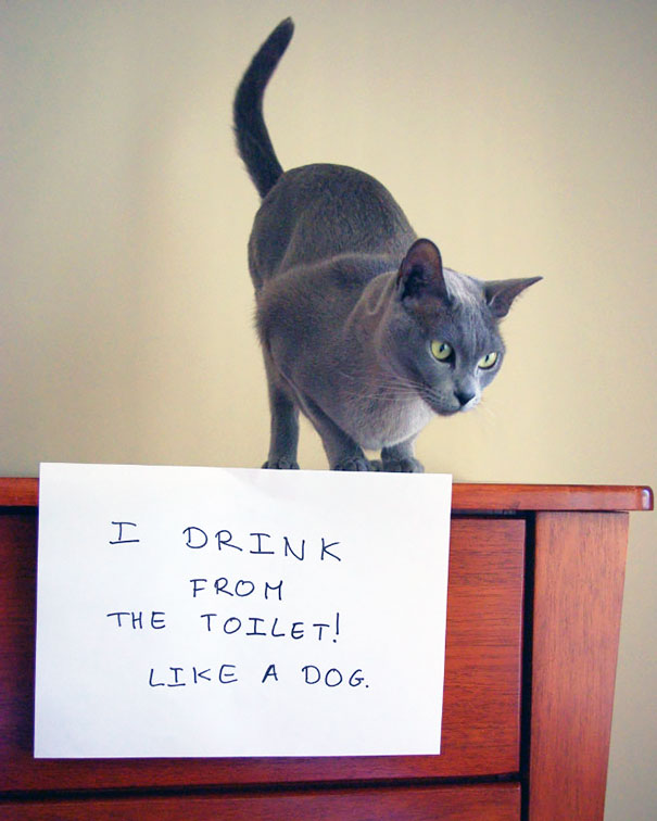Cat Shaming