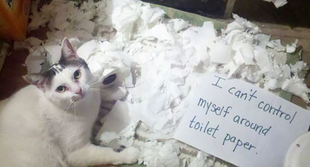 Cat Shaming
