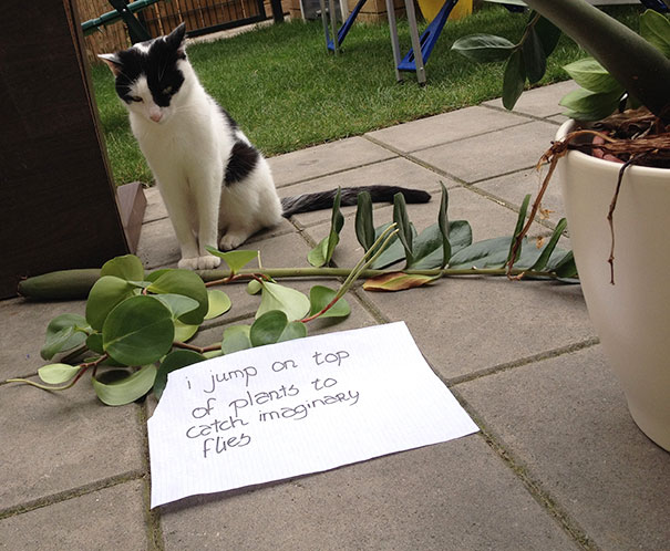 Cat Shaming
