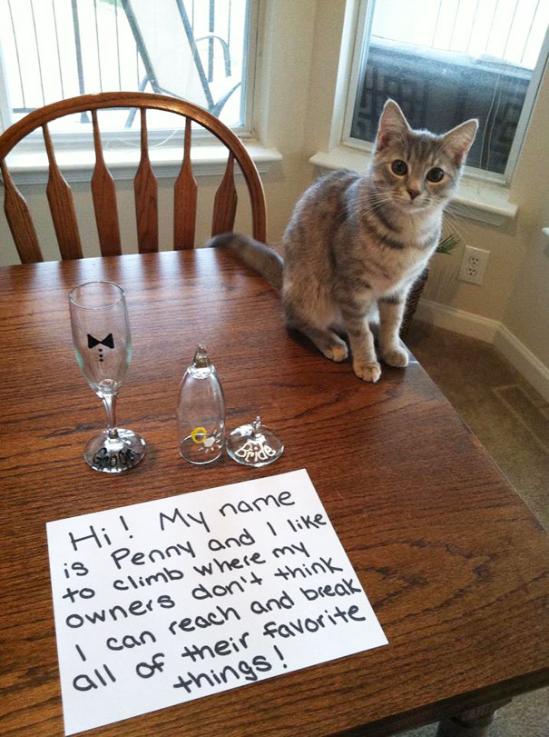 Cat Shaming