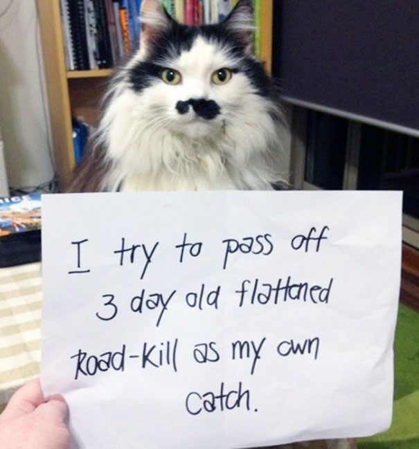 Cat Shaming