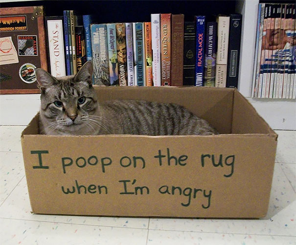 Cat Shaming