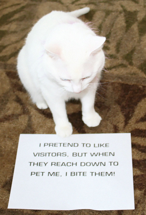 Cat Shaming