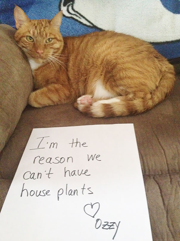 Cat Shaming