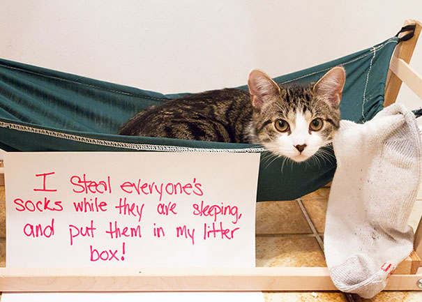 Cat Shaming