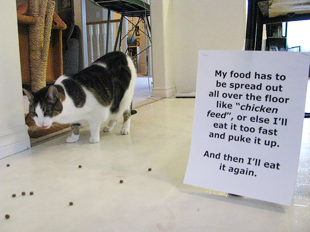 Cat Shaming
