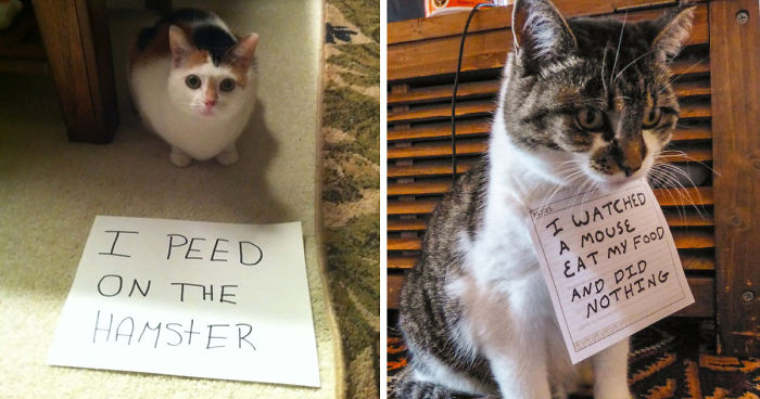 114 Asshole Cats Being Shamed For Their Crimes