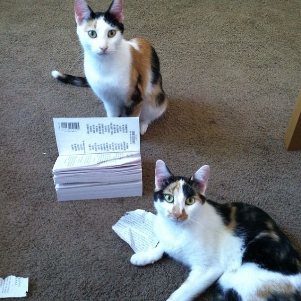 Mordecai And Rigby: "we Found It Like This!" *innocent Faces On*