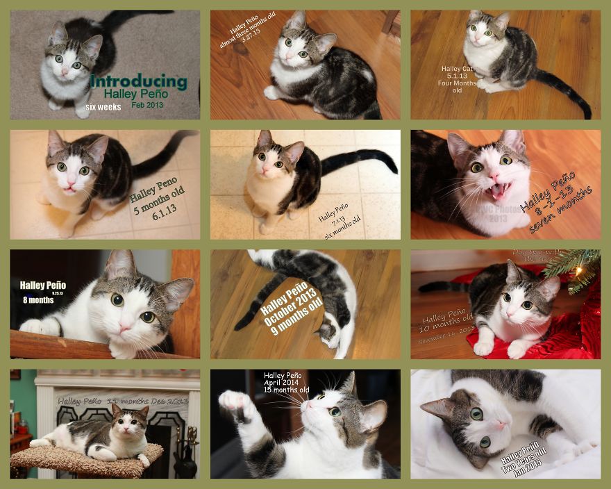 She Was Born Aprx 1.1.13. I Got Her 2.27.13 And Took Her Picture Each Month The 1st Year.