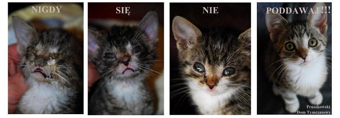 "nigdy Się Nie Poodawaj" - "never Give Up." / Little Polish Rescue Cat