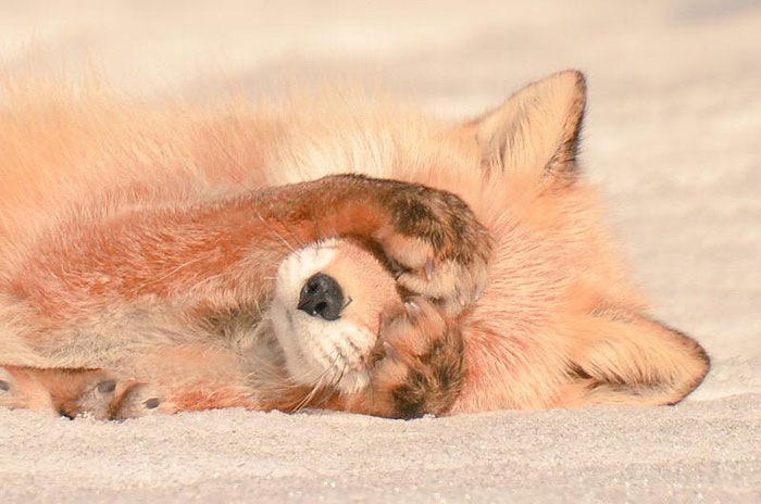 cute-animals-hokkaido-ezo-japan-11 cute-animals-hokkaido-ezo-japan-11