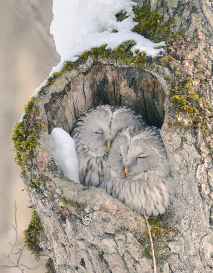 cute-animals-hokkaido-ezo-japan-17 cute-animals-hokkaido-ezo-japan-17