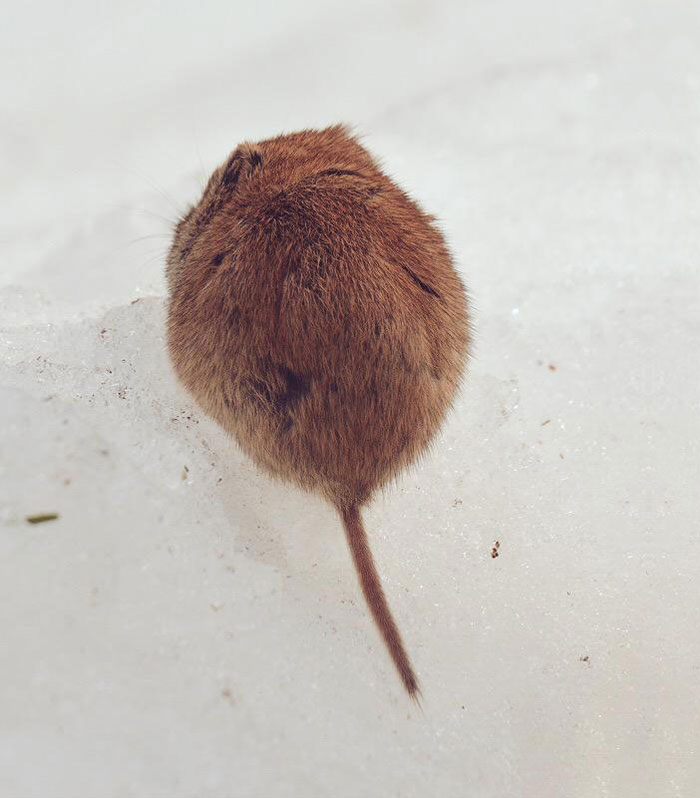 cute-animals-hokkaido-ezo-japan-33 cute-animals-hokkaido-ezo-japan-33