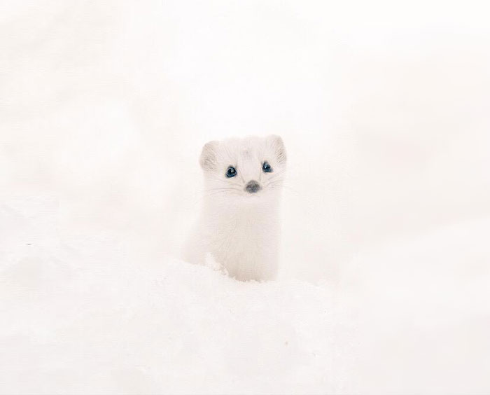 cute-animals-hokkaido-ezo-japan-34 cute-animals-hokkaido-ezo-japan-34