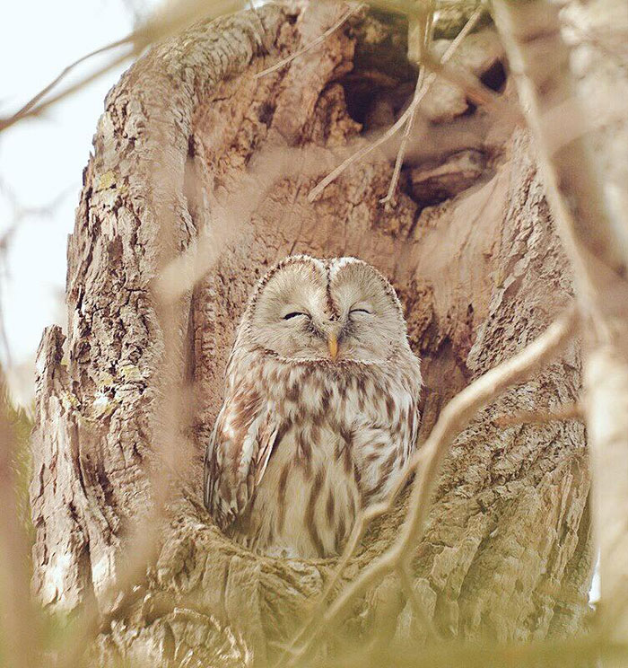 cute-animals-hokkaido-ezo-japan-9 cute-animals-hokkaido-ezo-japan-9