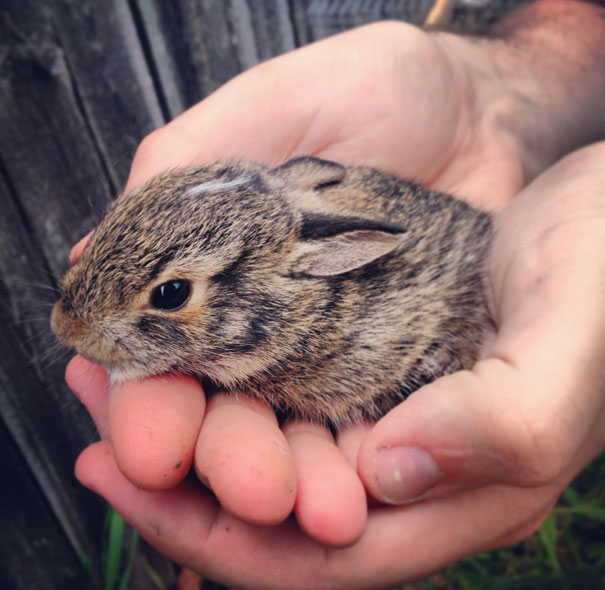 Baby Rabbit
