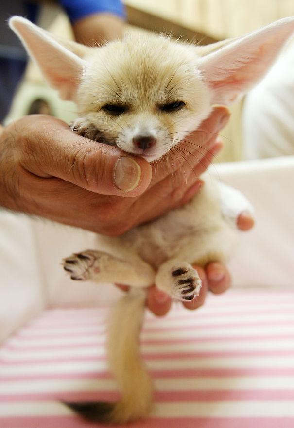 Baby Fox