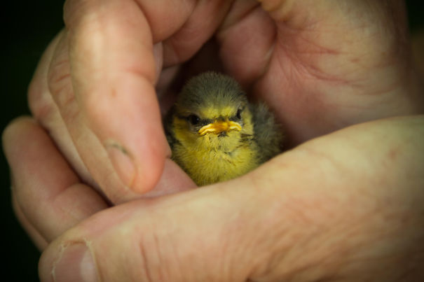 Baby Chick
