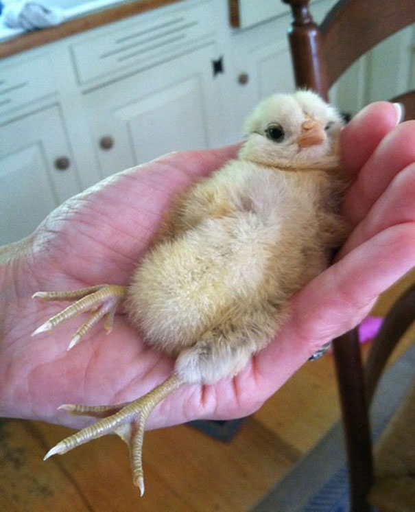 Chick