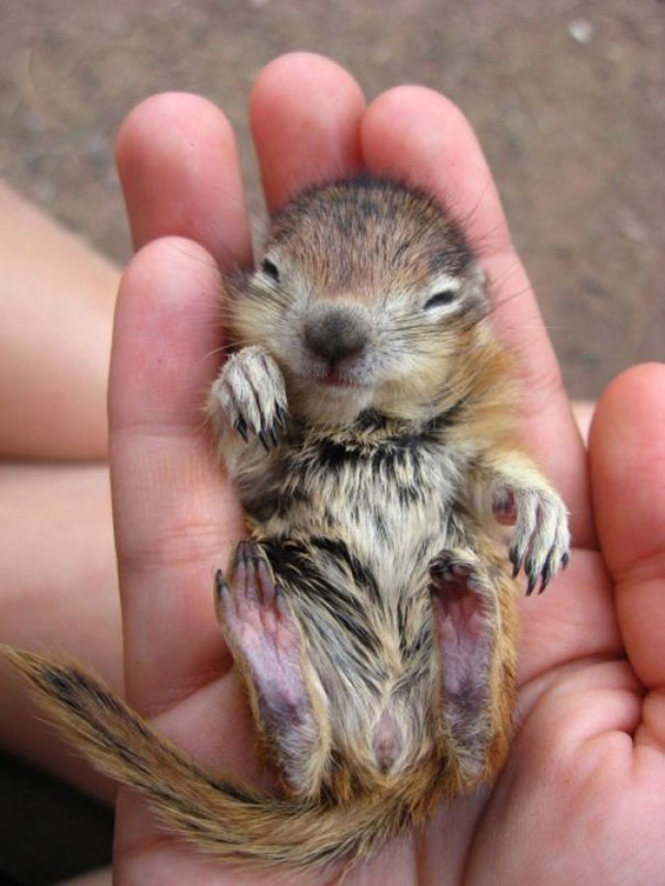 Baby Chipmunk