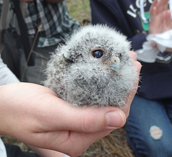 Baby Owl