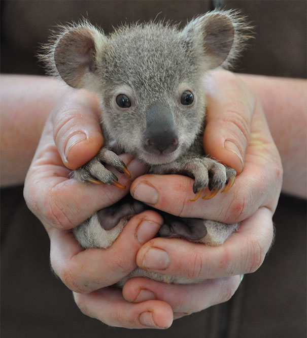 Baby Koala Bear