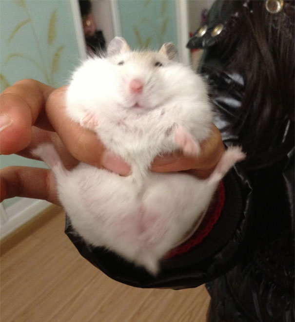 Hamster