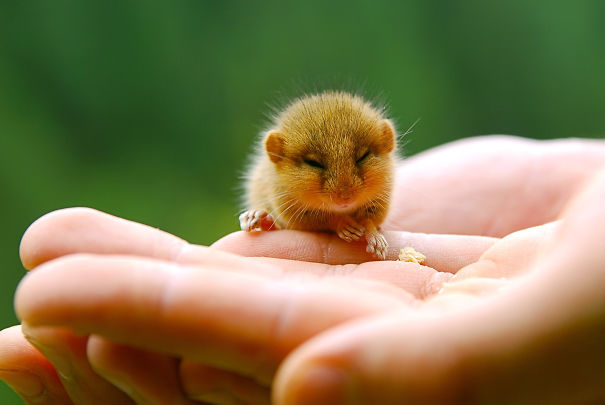 Baby Mouse