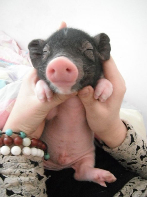 Piglet