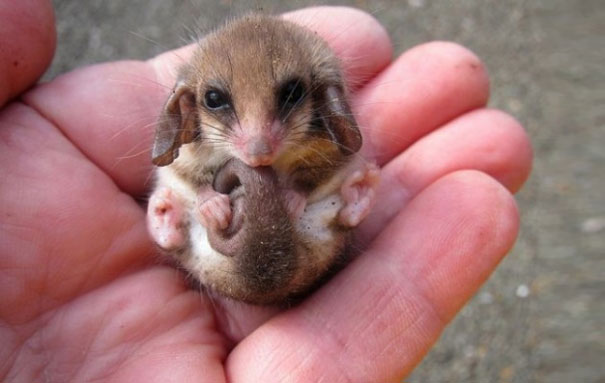 Pygmy Possum