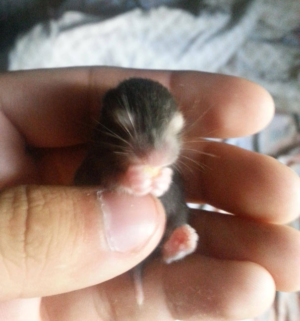 Baby Hamster