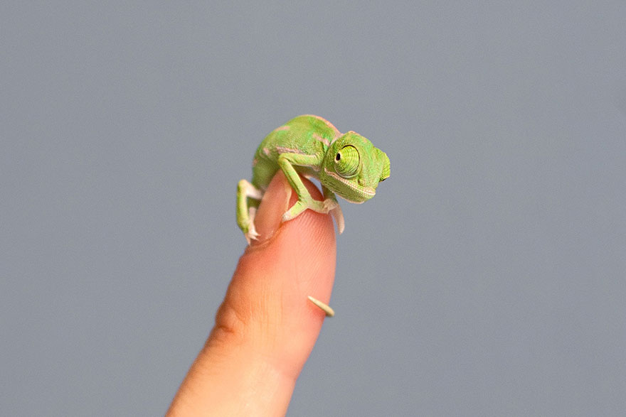 cute-baby-chameleons-hatch-taronga-zoo-sydney-3