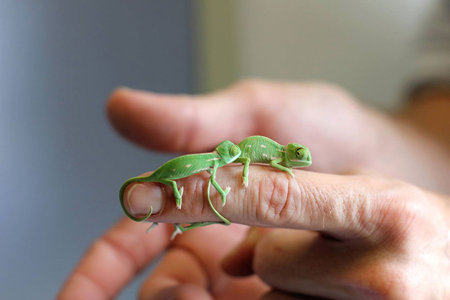 cute-baby-chameleons-hatch-taronga-zoo-sydney-4 cute-baby-chameleons-hatch-taronga-zoo-sydney-4