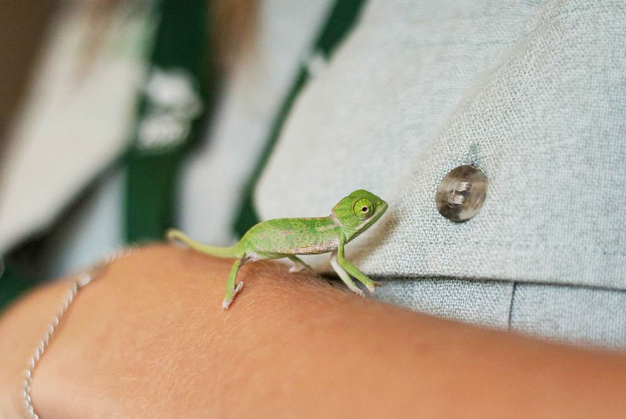 cute-baby-chameleons-hatch-taronga-zoo-sydney-9 cute-baby-chameleons-hatch-taronga-zoo-sydney-9