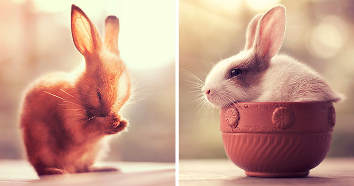 My Bunnies Are My Models