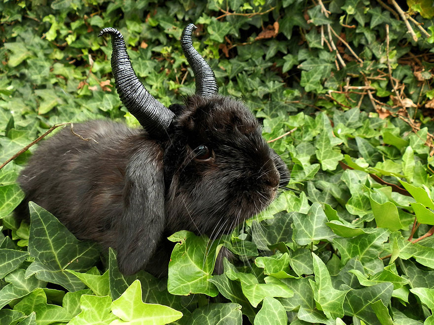 cute-bunny-cosplay-diy-costumes-7