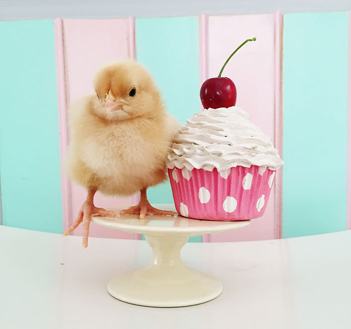 Little Chickens Joined Our Farm And I Couldn’t Resist Making An Easter Photoshoot