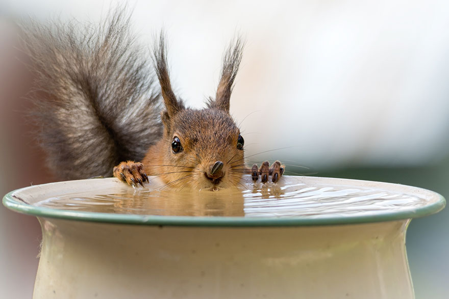 cute-squirrel-photography-geert-weggen-5